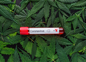 Cannabis May Prevent and Treat COVID-19